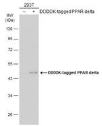 PPAR delta Antibody in Western Blot (WB)