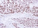 PPAR delta Antibody in Immunohistochemistry (Paraffin) (IHC (P))