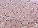 RAC2 Antibody in Immunohistochemistry (Paraffin) (IHC (P))