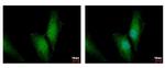 UBC13 Antibody in Immunocytochemistry (ICC/IF)