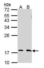 UBC13 Antibody in Western Blot (WB)