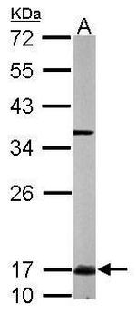 UBC13 Antibody in Western Blot (WB)