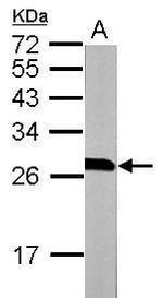 14-3-3 beta Antibody in Western Blot (WB)