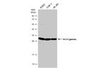 14-3-3 gamma Antibody in Western Blot (WB)