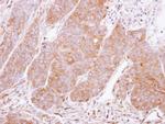 14-3-3 gamma Antibody in Immunohistochemistry (Paraffin) (IHC (P))