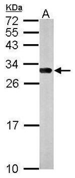 14-3-3 gamma Antibody in Western Blot (WB)