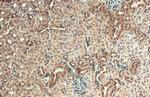 AKT3 Antibody in Immunohistochemistry (Paraffin) (IHC (P))