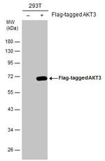 AKT3 Antibody in Western Blot (WB)