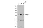 AKT3 Antibody in Western Blot (WB)