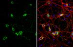 GRP78 Antibody in Immunocytochemistry (ICC/IF)