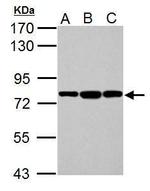 GRP78 Antibody in Western Blot (WB)