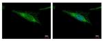 ALDH2 Antibody in Immunocytochemistry (ICC/IF)