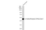 ATP1B1 Antibody in Western Blot (WB)