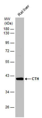 CTH Antibody in Western Blot (WB)