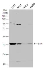 CTH Antibody in Western Blot (WB)