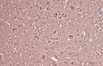 CRMP2 Antibody in Immunohistochemistry (Paraffin) (IHC (P))