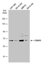 CRMP2 Antibody in Western Blot (WB)