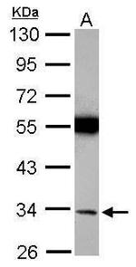 Torsin 1A Antibody in Western Blot (WB)