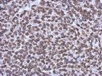 Emerin Antibody in Immunohistochemistry (Paraffin) (IHC (P))