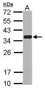 Emerin Antibody in Western Blot (WB)