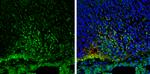 NSE Antibody in Immunohistochemistry (Frozen) (IHC (F))