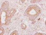 Fibrinogen gamma Antibody in Immunohistochemistry (Paraffin) (IHC (P))