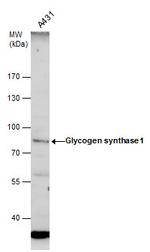 GYS1 Antibody in Western Blot (WB)