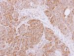 Cyclophilin A Antibody in Immunohistochemistry (Paraffin) (IHC (P))