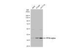 PP2A alpha Antibody in Western Blot (WB)