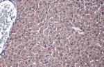 PP2A alpha Antibody in Immunohistochemistry (Paraffin) (IHC (P))