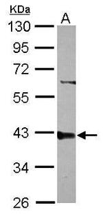 PPP2R4 Antibody in Western Blot (WB)