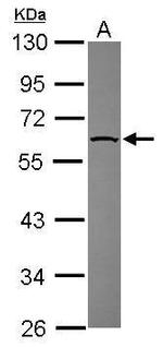 Nectin 2 Antibody in Western Blot (WB)