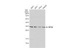 S6 Antibody in Western Blot (WB)