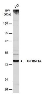 TNFRSF14 Antibody in Western Blot (WB)