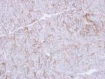 CD147 Antibody in Immunohistochemistry (Paraffin) (IHC (P))