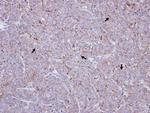 SR-BI Antibody in Immunohistochemistry (Paraffin) (IHC (P))