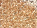 SR-BI Antibody in Immunohistochemistry (Paraffin) (IHC (P))