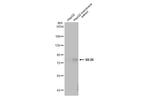 SR-BI Antibody in Western Blot (WB)