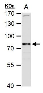 SR-BI Antibody in Western Blot (WB)