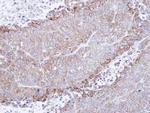 CHRNA4 Antibody in Immunohistochemistry (Paraffin) (IHC (P))