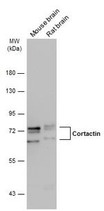 Cortactin Antibody in Western Blot (WB)