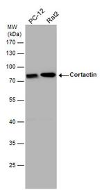 Cortactin Antibody in Western Blot (WB)