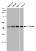 Cortactin Antibody in Western Blot (WB)