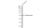 FIBB Antibody in Western Blot (WB)