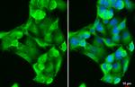 GSTA1 Antibody in Immunocytochemistry (ICC/IF)