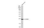 GSTA1 Antibody in Western Blot (WB)