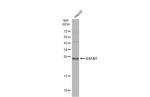 GSTA1 Antibody in Western Blot (WB)