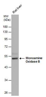 Monoamine Oxidase B Antibody in Western Blot (WB)