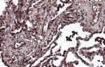 MSH3 Antibody in Immunohistochemistry (Paraffin) (IHC (P))