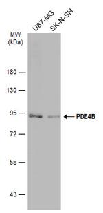 PDE4B Antibody in Western Blot (WB)